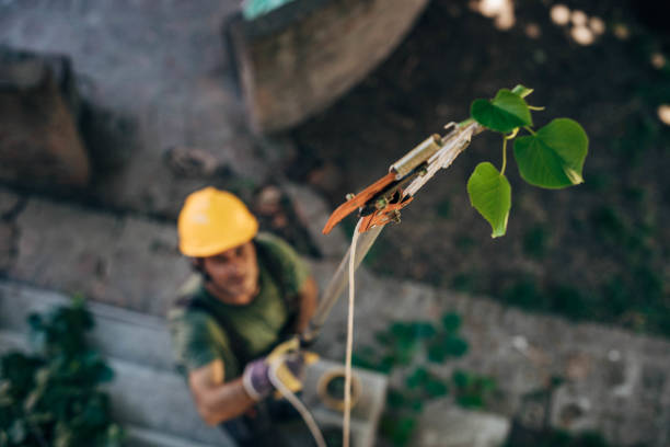 How Our Tree Care Process Works  in Pontiac, IL